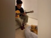 Viralizan video de un perro que duerme con canciones de cuna