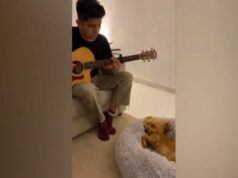 Viralizan video de un perro que duerme con canciones de cuna