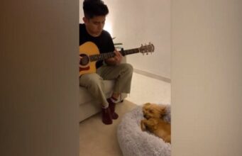 Viralizan video de un perro que duerme con canciones de cuna