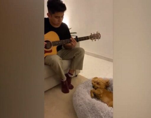 Viralizan video de un perro que duerme con canciones de cuna