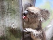 ¿Sabías que los koalas lamen los troncos de los árboles para saciar su sed?