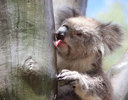 ¿Sabías que los koalas lamen los troncos de los árboles para saciar su sed?