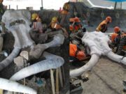 Hallan restos de 60 mamuts donde se construye nuevo aeropuerto en México